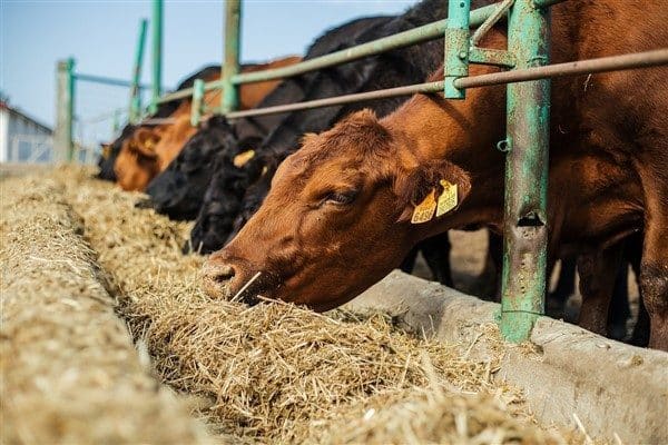 Rize İl Tarım ve Orman Müdürlüğü, Ovit yaylasında çıkan şap