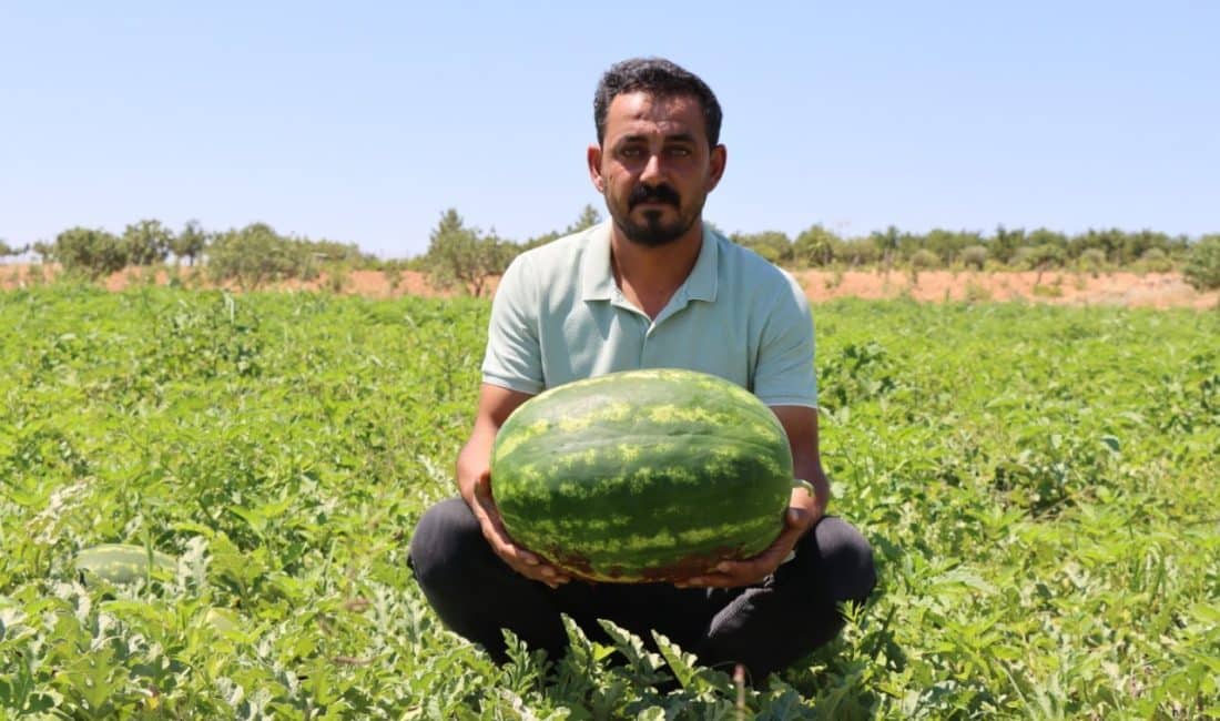 Şanlıurfa’nın Bozova ilçesine bağlı Yaylak Mahallesi'nde yetiştirilen Yaylak karpuzu, Türkiye’nin