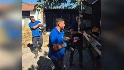 İzmir Büyükşehir Belediyesi'nden yapılan açıklamaya göre İzmir Büyükşehir Belediyesi Veteriner İşleri