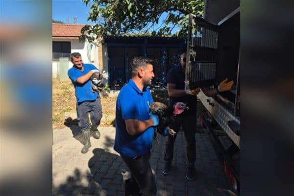 İzmir Büyükşehir Belediyesi'nden yapılan açıklamaya göre İzmir Büyükşehir Belediyesi Veteriner İşleri