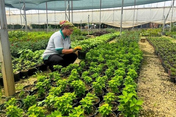 Park ve Bahçeler Müdürlüğü'ne alınan 15 kadın personel, sahada aktif