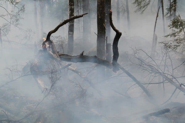 Tarım ve Orman Bakanı Yumaklı, Çanakkale Merkez ve Bayramiç’te, orman