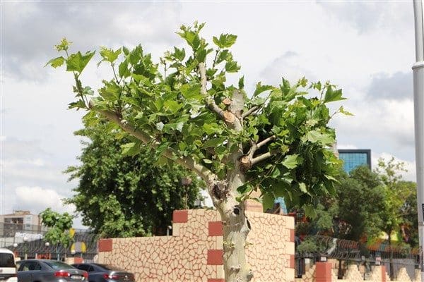Park ve Bahçeler Dairesi Başkanlığı, Kayapınar ilçesi Fırat Bulvarı ile