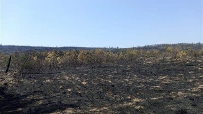 Edirne’nin Enez ilçesi, Büyükevren köyünde çıkan yangının ardında 7 bin