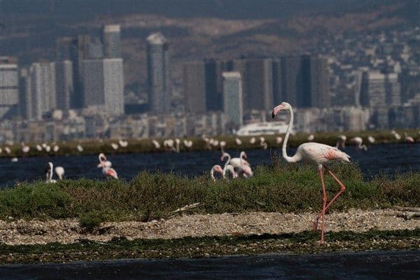 Mavişehir Balıkçı Barınağı’ndan başlayan ve her hafta cuma, cumartesi ile