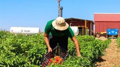 Uygulama aşamasında olan, GAP Tarımsal Araştırma Enstitüsü Müdürlüğü iş birliğindeki