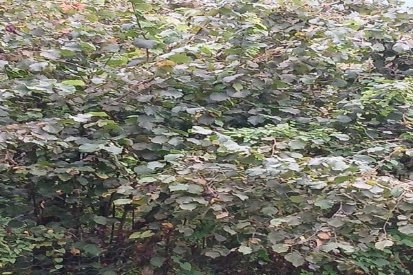 Giresun Valiliği, 2025 yılı fındık hasat ve ihraç tarihlerinin, Ticaret