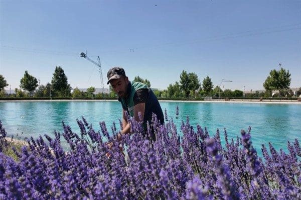 Kayseri Büyükşehir Belediyesi, şehrin estetiğine katkı sunmak ve doğal ürün