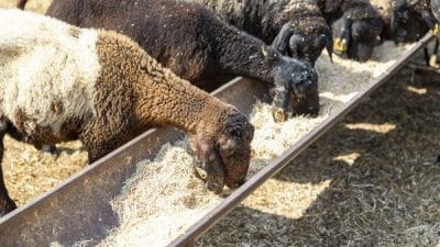 Kırsalda hayvancılığı desteklemek ve küçük üreticiyi kalkındırmak amacıyla başlatılan proje,