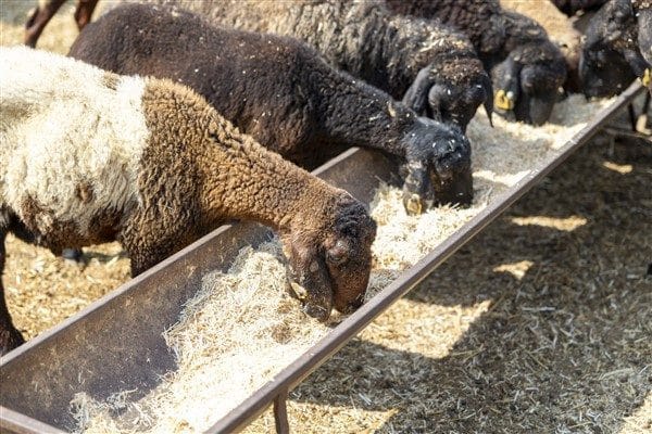 Kırsalda hayvancılığı desteklemek ve küçük üreticiyi kalkındırmak amacıyla başlatılan proje,