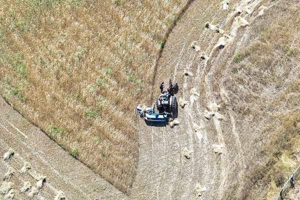 Ordu’da fındık hasadı sürerken, siyez buğdayı hasadı da devam ediyor.