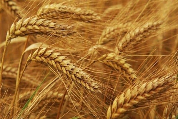 Rusya Tarım Piyasası Araştırmaları Enstitüsü (IKAR), 2025 tahıl hasadının yaklaşık