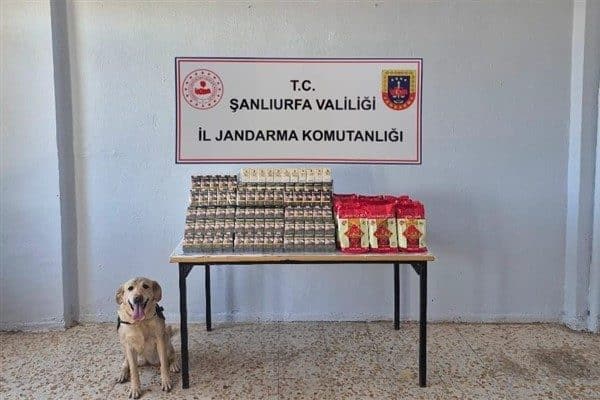 Şanlıurfa İl Jandarma Komutanlığı tarafından, 12-14 Ağustos tarihlerinde Birecik ve Viranşehir İlçelerinde 'tütün