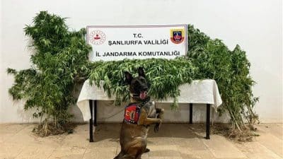 Şanlıurfa İl Jandarma Komutanlığı tarafından 15–17 Ağustos 2025 tarihleri arasında