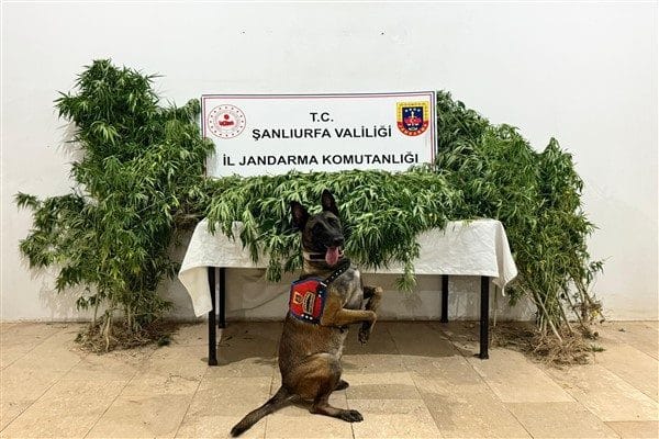 Şanlıurfa İl Jandarma Komutanlığı tarafından 15–17 Ağustos 2025 tarihleri arasında