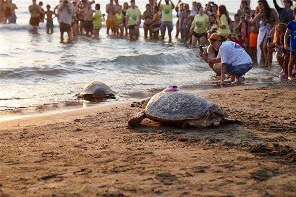 Pamukkale Üniversitesi Deniz Kaplumbağaları Araştırma, Kurtarma ve Rehabilitasyon Merkezi (DEKAMER)
