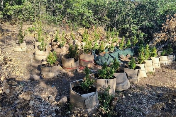 Tunceli İl Jandarma Komutanlığı KOM ve Asayiş birimleri tarafından Mazgirt