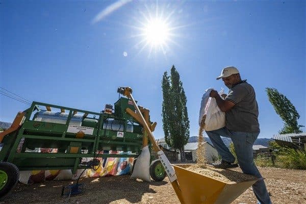 Mersin Büyükşehir Belediyesi Tarımsal Hizmetler Dairesi Başkanlığı, üretimin aşamalarını her